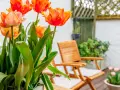 Magnifiques tulipes orange et roses, parfaites plantes pour terrasse ensoleillée. Deux chaises en bois invitent à la détente.