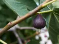 Goutte de sève sur une figue mûre, un inconvénient du figuier qui peut attirer les insectes.