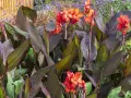 Un magnifique canna en pot déploie ses feuilles pourpres et ses fleurs orange vif, ajoutant une touche tropicale à un jardin fleuri.