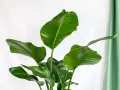 Grandes feuilles vertes luxuriantes d'une plante d'intérieur facile, sur fond blanc et rideau vert.