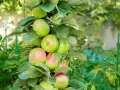 Un pommier en pot porte de nombreuses pommes vertes et rosées, avec des feuilles luxuriantes.