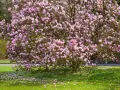 Magnifique magnolia en pleine floraison rose, ses pétales tombés jonchent la pelouse verte. Un spectacle qui donne envie de planter un magnolia.