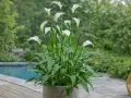 Un magnifique arum en pot, avec ses fleurs blanches élégantes et ses feuilles vertes tachetées, orne une terrasse près d'une piscine.