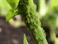 Une invasion de pucerons sur une tige verte, un cauchemar pour le jardinier, qui pourrait bien finir par envahir la maison.