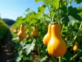 Butternuts mûrissent au soleil, parfaits pour savoir où planter le butternut dans le potager.