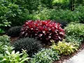 Un jardin luxuriant avec une plante rouge vif au centre, entourée de feuillages verts et sombres. Une scène parfaite de plante extérieur ombre sans entretien.