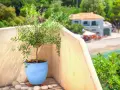 Un jeune olivier en pot bleu sur un balcon ensoleillé, avec une vue sur la mer et une maison. Idéal pour apprendre comment planter un olivier en pleine terre.