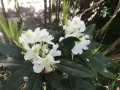 Un magnifique rhododendron en pot extérieur, avec des fleurs blanches éclatantes et des feuilles vertes foncées.