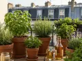 Un balcon parisien fleuri de plantes aromatiques : basilic, romarin, menthe, lavande. Huiles essentielles prêtes à l'emploi.