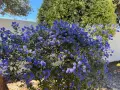 Un magnifique ceanothe en pot, couvert de grappes de fleurs bleues éclatantes, illumine un jardin ensoleillé.
