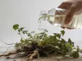 Une main verse un liquide d'une bouteille sur les racines d'une plante arrachée. C'est un désherbant naturel qui tue les racines.