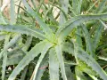 Gros plan sur un aloe vera extérieur, ses feuilles charnues et dentelées formant une rosette luxuriante.