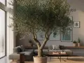 Un grand olivier en pot intérieur trône au milieu d'un salon moderne. Des canapés gris, des tableaux abstraits et une grande fenêtre complètent la scène.