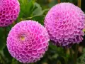 Magnifiques dahlias roses, parfaits pour savoir que planter en avril fleurs. Leurs pétales denses évoquent des pompons.