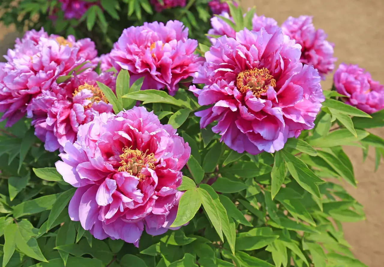 Magnifiques pivoines en pot, aux pétales roses et fuchsia, épanouies sous le soleil. Leurs cœurs dorés attirent le regard.