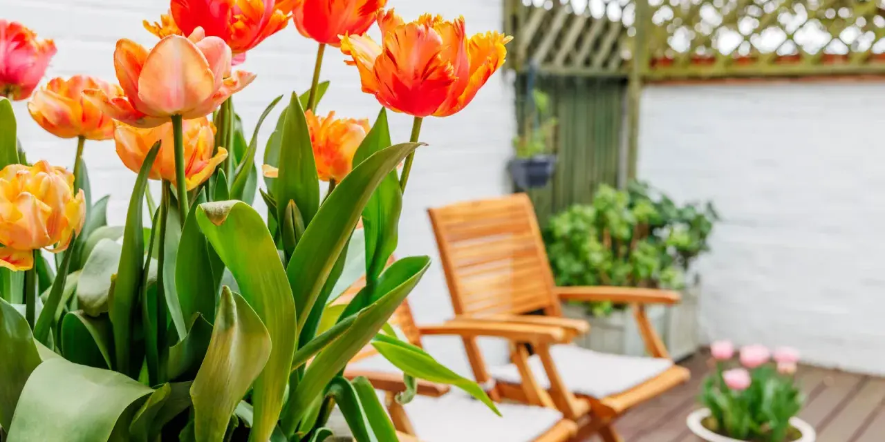 Magnifiques tulipes orange et roses, parfaites plantes pour terrasse ensoleillée. Deux chaises en bois invitent à la détente.