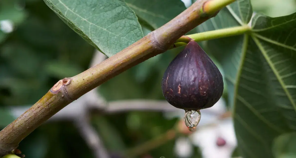 Goutte de sève sur une figue mûre, un inconvénient du figuier qui peut attirer les insectes.