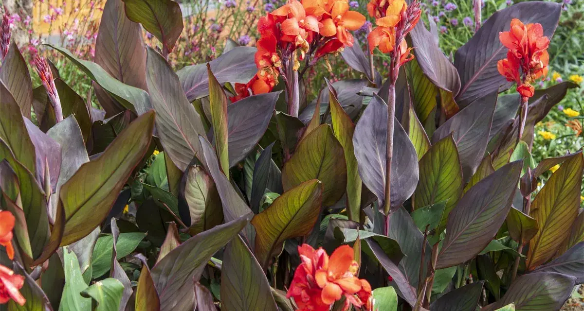 Un magnifique canna en pot déploie ses feuilles pourpres et ses fleurs orange vif, ajoutant une touche tropicale à un jardin fleuri.