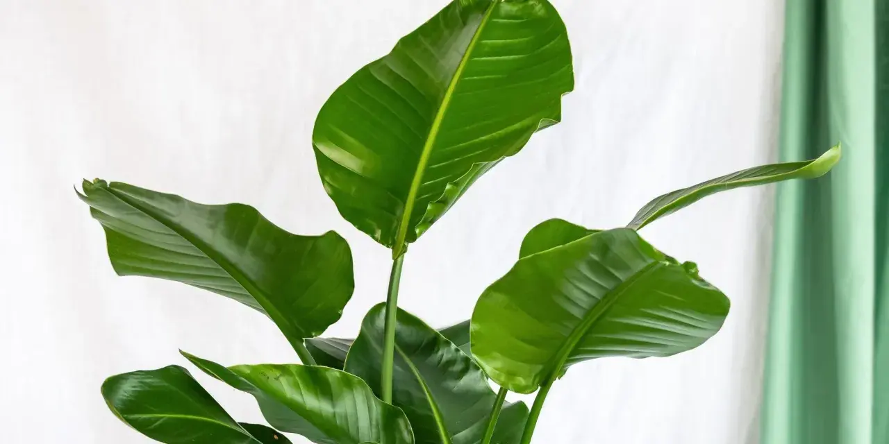 Grandes feuilles vertes luxuriantes d'une plante d'intérieur facile, sur fond blanc et rideau vert.