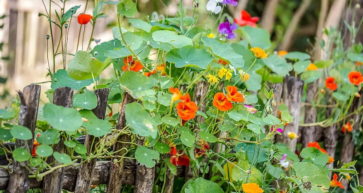Jardin fleuri avec des capucines en jardinière grimpant sur une clôture en bois. Des fleurs orange vif et des feuilles rondes dominent la scène.