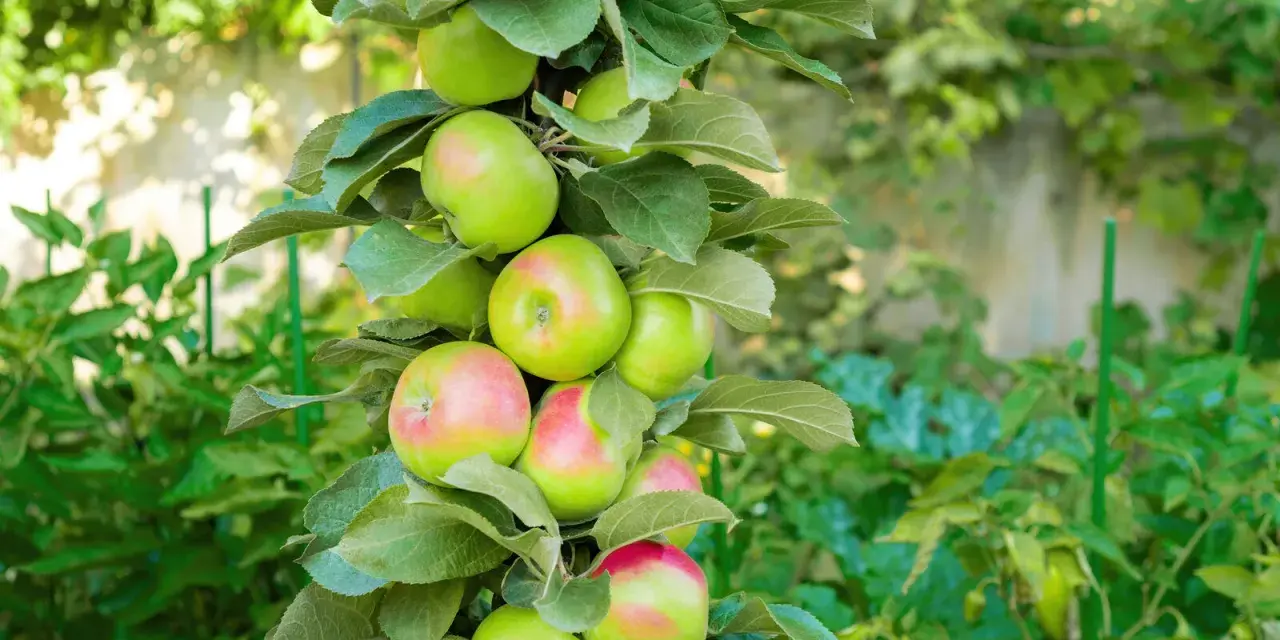 Un pommier en pot porte de nombreuses pommes vertes et rosées, avec des feuilles luxuriantes.
