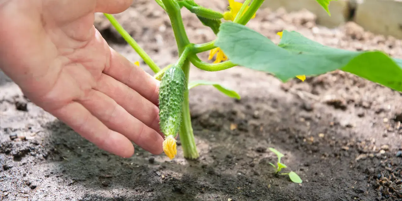 Une main touche un jeune cornichon qui pousse sur sa tige verte. Le sol est humide, signe que la plante est bien arrosée.