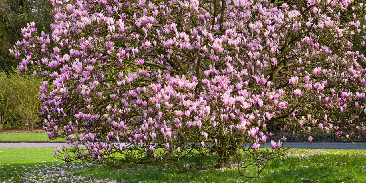 Magnifique magnolia en pleine floraison rose, ses pétales tombés jonchent la pelouse verte. Un spectacle qui donne envie de planter un magnolia.