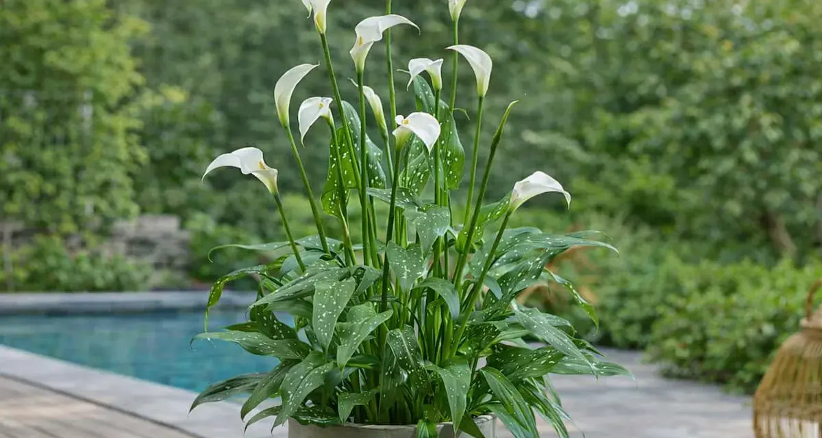 Un magnifique arum en pot, avec ses fleurs blanches élégantes et ses feuilles vertes tachetées, orne une terrasse près d'une piscine.