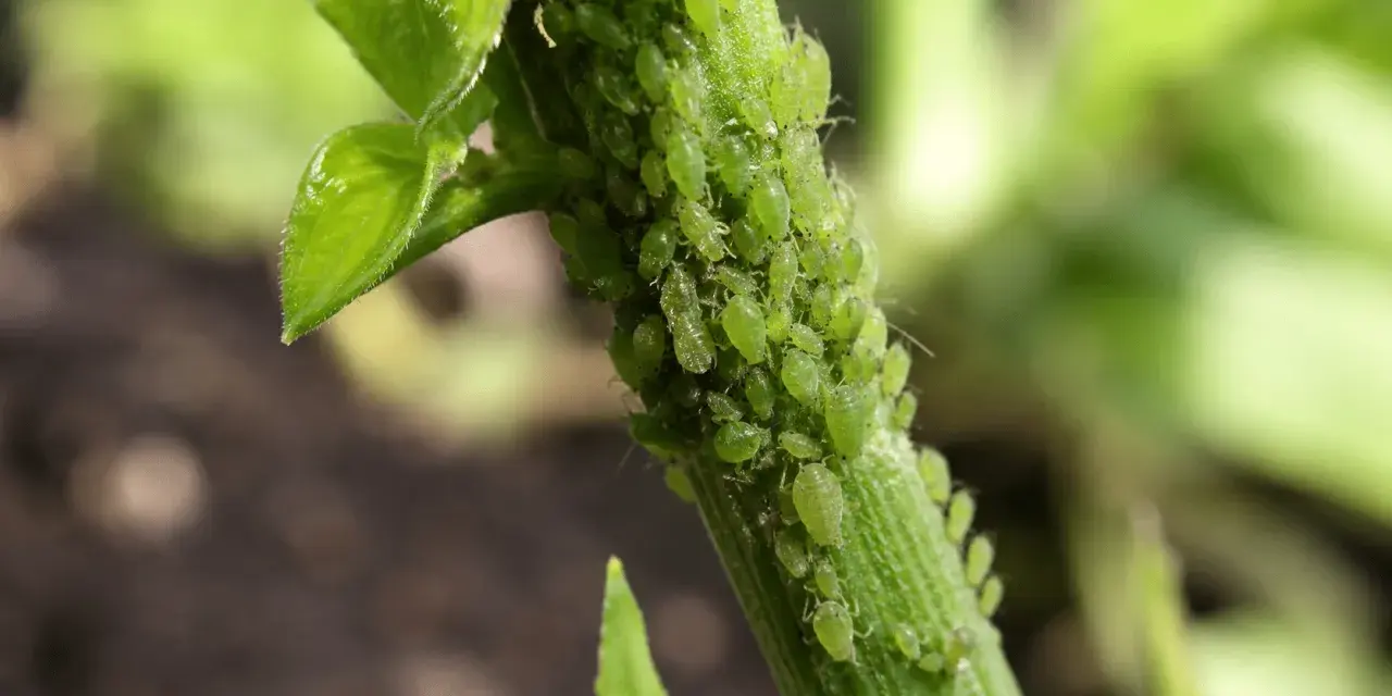 Une invasion de pucerons sur une tige verte, un cauchemar pour le jardinier, qui pourrait bien finir par envahir la maison.