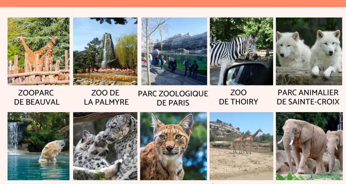 Classement des 10 meilleurs zoos de France : Beauval, La Palmyre, Paris, Thoiry, Sainte-Croix, La Flèche, Mulhouse, La Barben, Sigean, Amnéville.