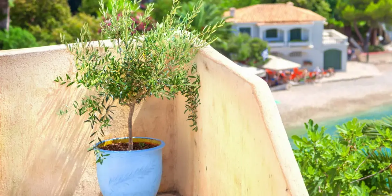 Un jeune olivier en pot bleu sur un balcon ensoleillé, avec une vue sur la mer et une maison. Idéal pour apprendre comment planter un olivier en pleine terre.