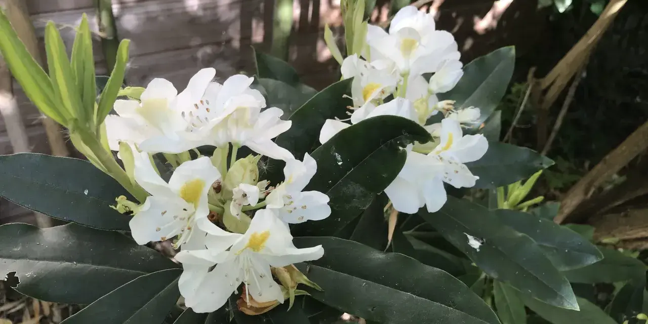 Un magnifique rhododendron en pot extérieur, avec des fleurs blanches éclatantes et des feuilles vertes foncées.