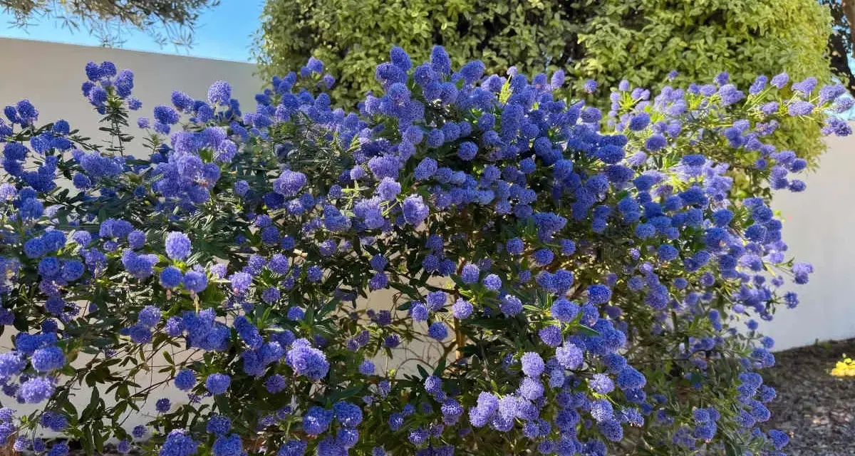 Un magnifique ceanothe en pot, couvert de grappes de fleurs bleues éclatantes, illumine un jardin ensoleillé.