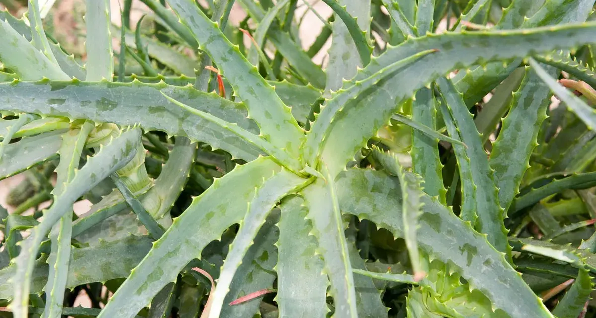 Gros plan sur un aloe vera extérieur, ses feuilles charnues et dentelées formant une rosette luxuriante.