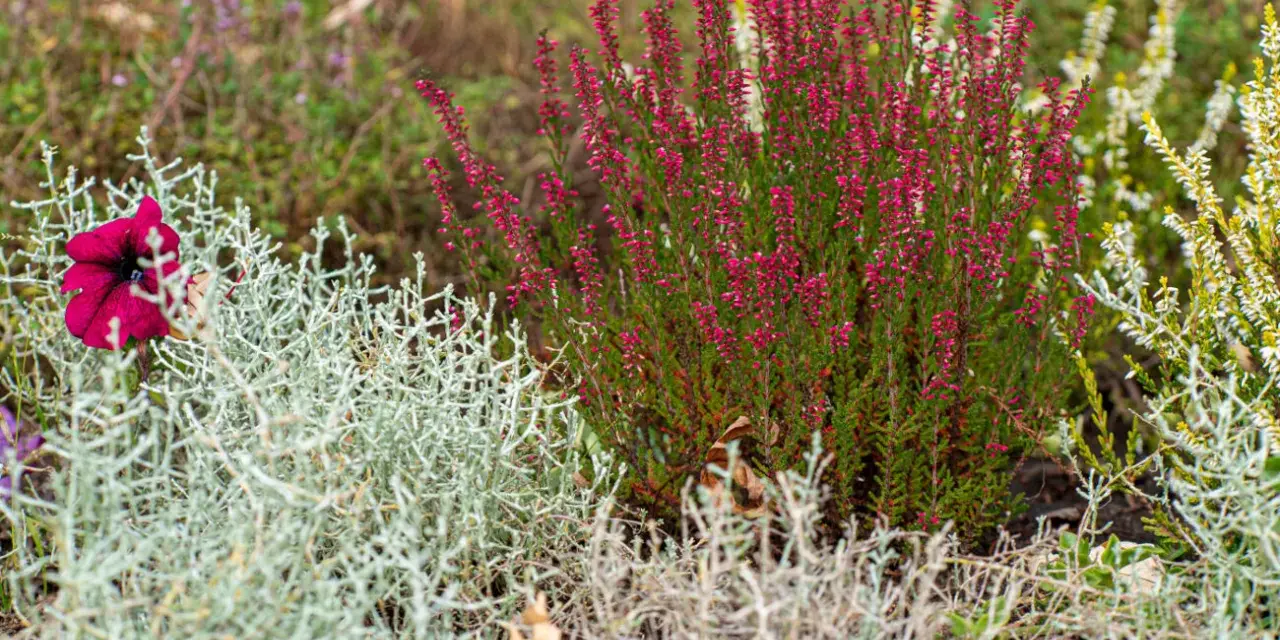 Une belle idée parterre de fleurs avec bruyère rose, une fleur pourpre et des feuillages argentés.