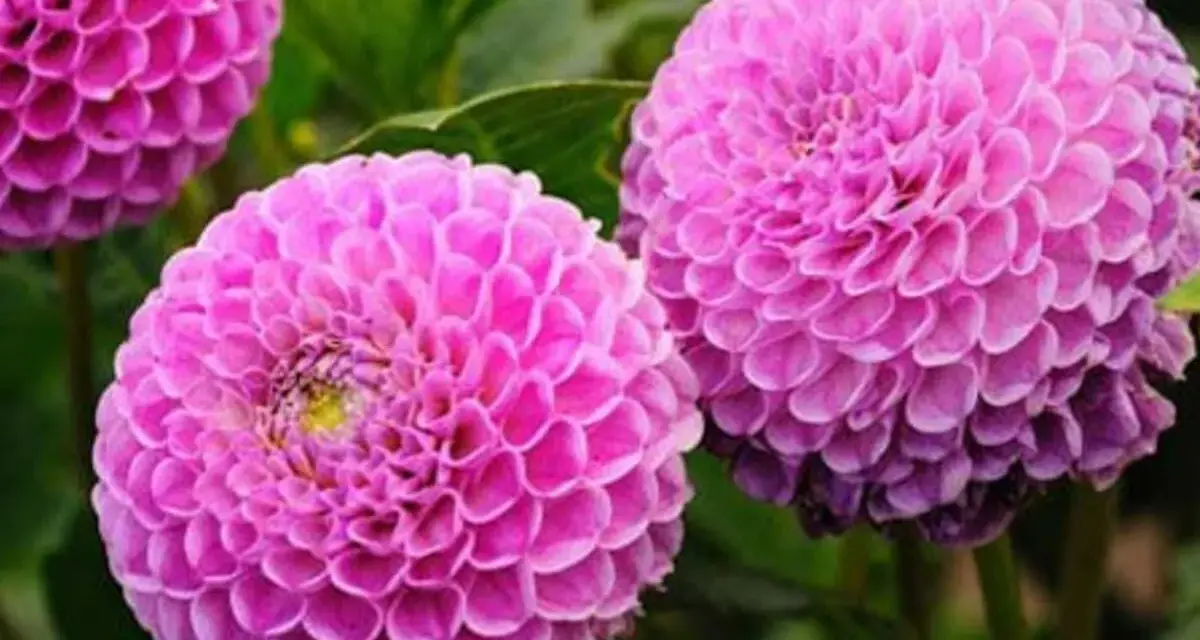 Magnifiques dahlias roses, parfaits pour savoir que planter en avril fleurs. Leurs pétales denses évoquent des pompons.