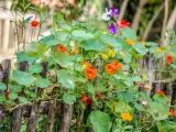 Jardin fleuri avec des capucines en jardinière grimpant sur une clôture en bois. Des fleurs orange vif et des feuilles rondes dominent la scène.