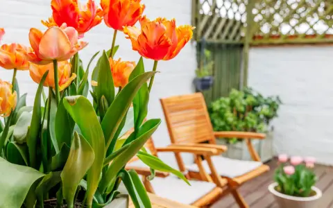 Magnifiques tulipes orange et roses, parfaites plantes pour terrasse ensoleillée. Deux chaises en bois invitent à la détente.