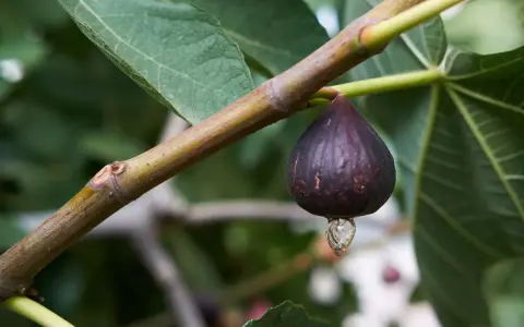 Goutte de sève sur une figue mûre, un inconvénient du figuier qui peut attirer les insectes.