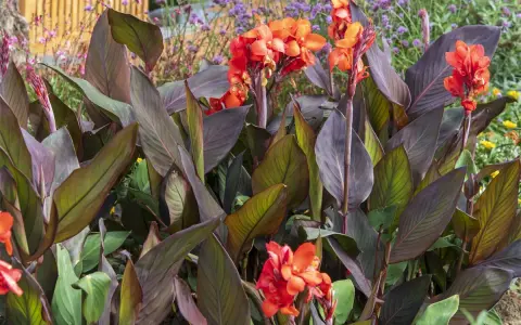 Un magnifique canna en pot déploie ses feuilles pourpres et ses fleurs orange vif, ajoutant une touche tropicale à un jardin fleuri.