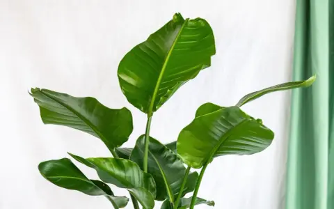 Grandes feuilles vertes luxuriantes d'une plante d'intérieur facile, sur fond blanc et rideau vert.