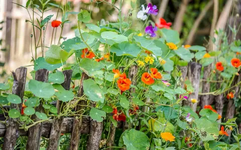 Jardin fleuri avec des capucines en jardinière grimpant sur une clôture en bois. Des fleurs orange vif et des feuilles rondes dominent la scène.