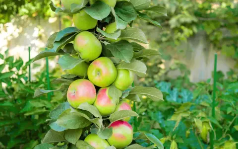 Un pommier en pot porte de nombreuses pommes vertes et rosées, avec des feuilles luxuriantes.
