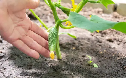 Une main touche un jeune cornichon qui pousse sur sa tige verte. Le sol est humide, signe que la plante est bien arrosée.