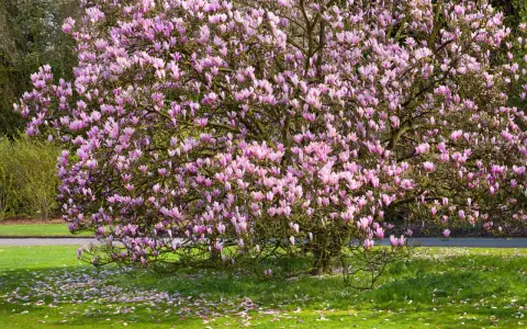 Magnifique magnolia en pleine floraison rose, ses pétales tombés jonchent la pelouse verte. Un spectacle qui donne envie de planter un magnolia.