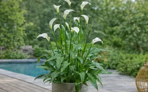 Un magnifique arum en pot, avec ses fleurs blanches élégantes et ses feuilles vertes tachetées, orne une terrasse près d'une piscine.