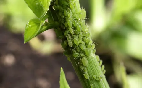 Une invasion de pucerons sur une tige verte, un cauchemar pour le jardinier, qui pourrait bien finir par envahir la maison.
