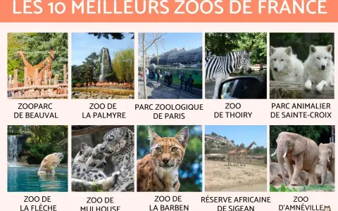 Classement des 10 meilleurs zoos de France : Beauval, La Palmyre, Paris, Thoiry, Sainte-Croix, La Flèche, Mulhouse, La Barben, Sigean, Amnéville.