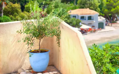 Un jeune olivier en pot bleu sur un balcon ensoleillé, avec une vue sur la mer et une maison. Idéal pour apprendre comment planter un olivier en pleine terre.