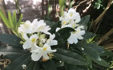 Un magnifique rhododendron en pot extérieur, avec des fleurs blanches éclatantes et des feuilles vertes foncées.